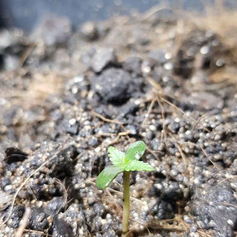 Auto Critical Fast Bud #3 growlog timeline photo