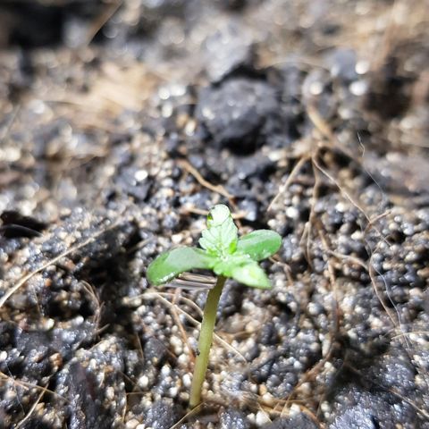 Auto Critical Fast Bud #3 growlog timeline photo