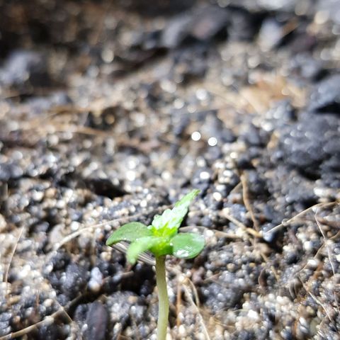 Auto Critical Fast Bud #3 growlog timeline photo