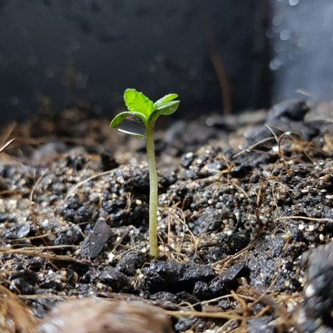 Auto Critical Fast Bud #3 growlog timeline photo
