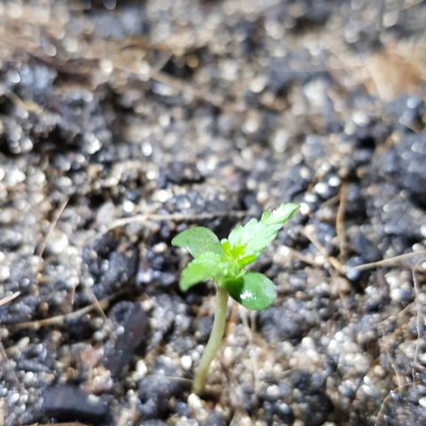Auto Critical Fast Bud #3 growlog timeline photo