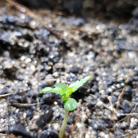 Auto Critical Fast Bud #3 growlog timeline photo