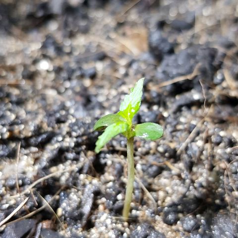Auto Critical Fast Bud #3 growlog timeline photo