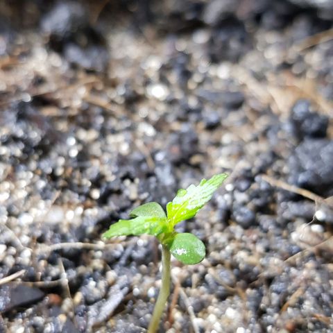 Auto Critical Fast Bud #3 growlog timeline photo