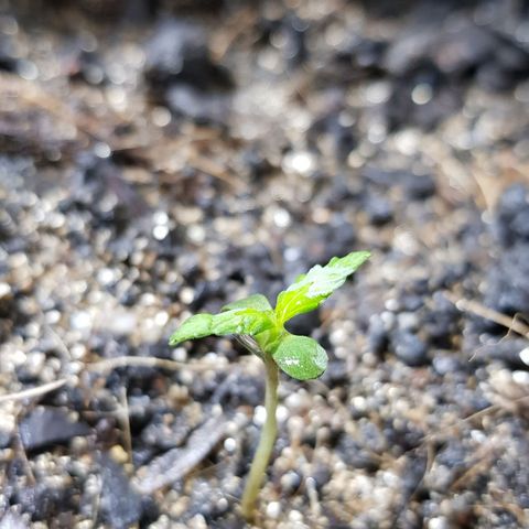 Auto Critical Fast Bud #3 growlog timeline photo