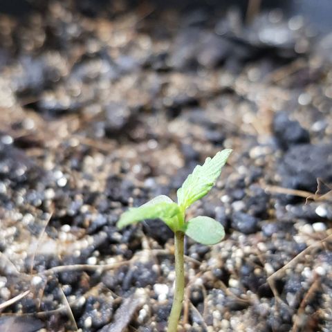 Auto Critical Fast Bud #3 growlog timeline photo
