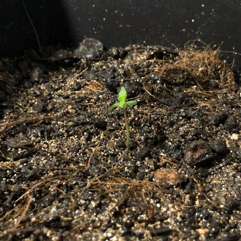 Auto Critical Fast Bud #3 growlog timeline photo