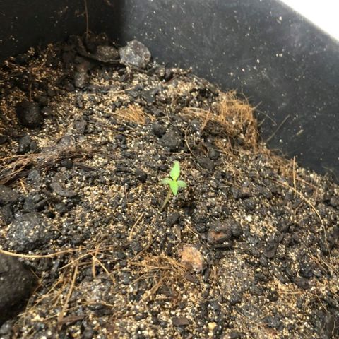 Auto Critical Fast Bud #3 growlog timeline photo