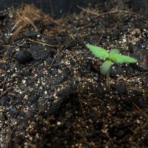 Auto Critical Fast Bud #3 growlog timeline photo