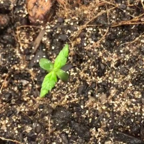 Auto Critical Fast Bud #3 growlog timeline photo