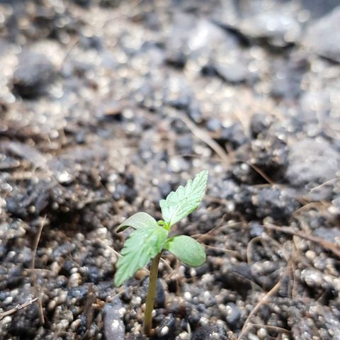 Auto Critical Fast Bud #3 growlog timeline photo