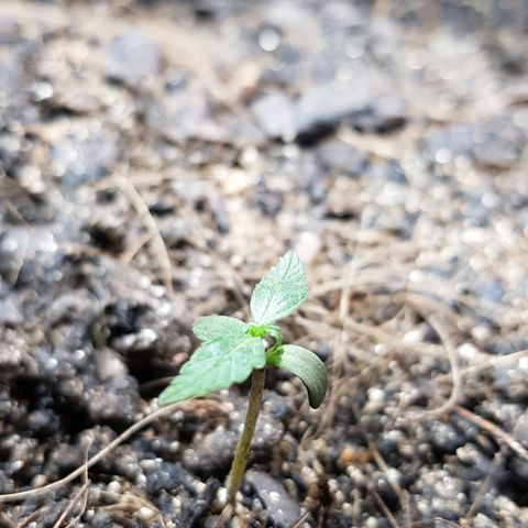 Auto Critical Fast Bud #3 growlog timeline photo