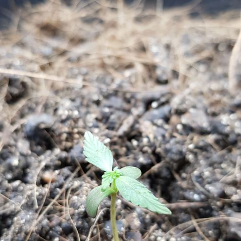 Auto Critical Fast Bud #3 growlog timeline photo