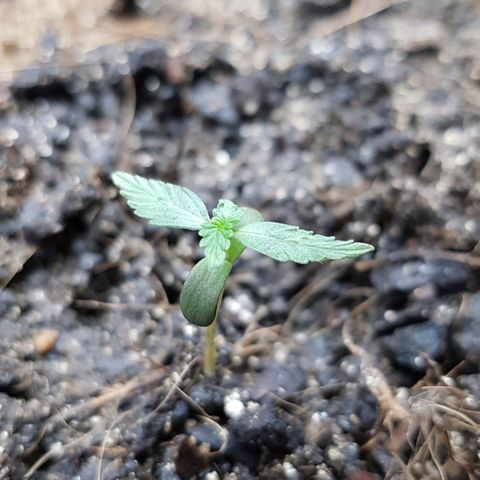 Auto Critical Fast Bud #3 growlog timeline photo