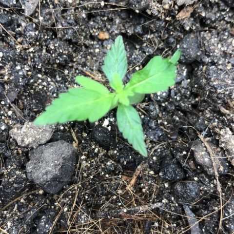 Auto Critical Fast Bud #3 growlog timeline photo