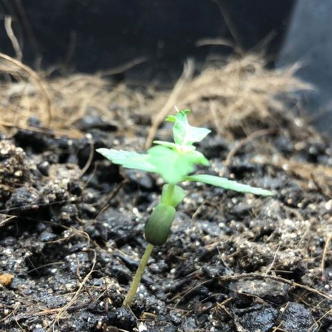 Auto Critical Fast Bud #3 growlog timeline photo