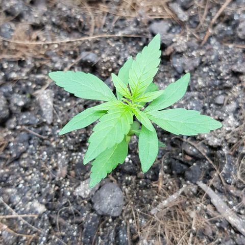 Auto Critical Fast Bud #3 growlog timeline photo