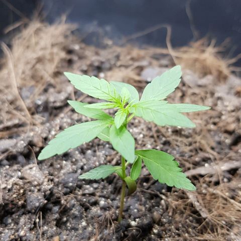 Auto Critical Fast Bud #3 growlog timeline photo