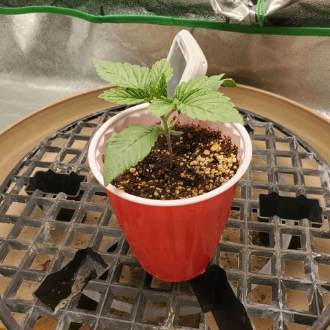 Primal fusion growlog timeline photo