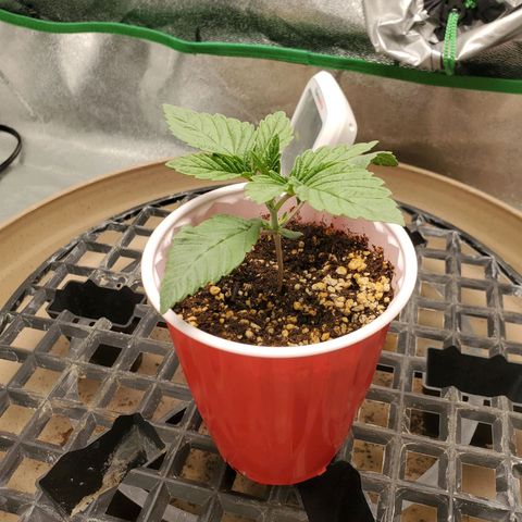 Primal fusion growlog timeline photo