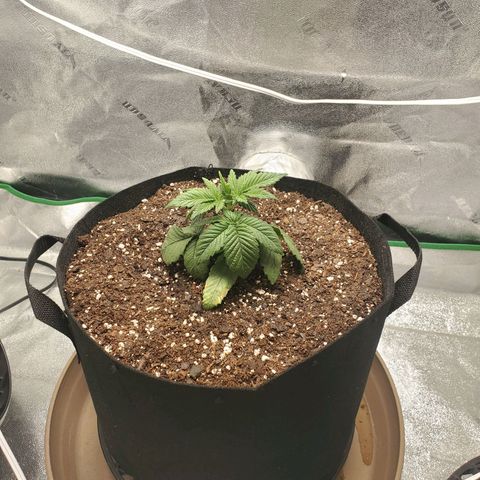 Primal fusion growlog timeline photo