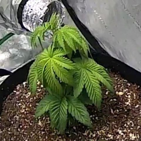 Primal fusion growlog photo: After top