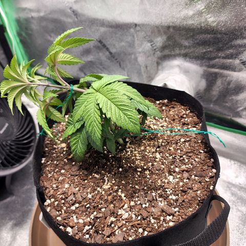 Primal fusion growlog timeline photo