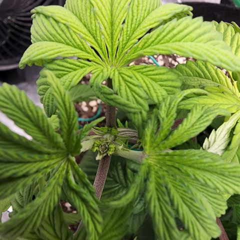 Primal fusion growlog photo: Topping head and growing in 3 days