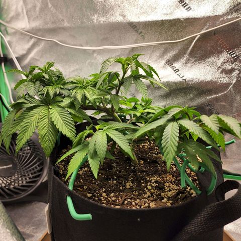 Primal fusion growlog timeline photo