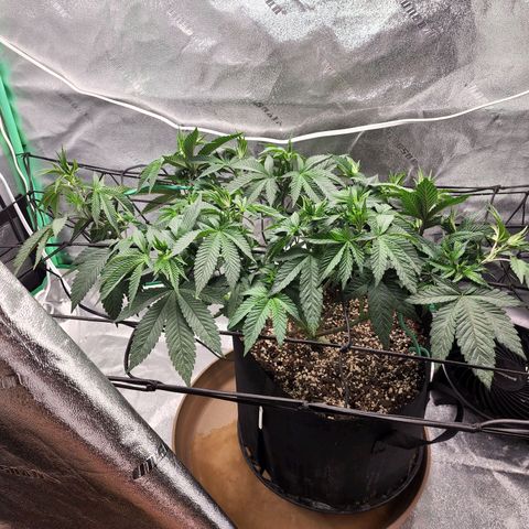 Primal fusion growlog timeline photo