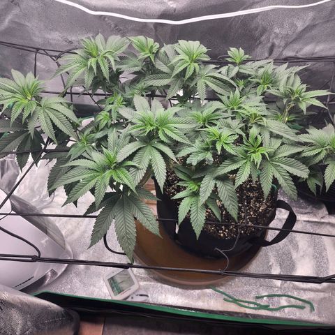 Primal fusion growlog timeline photo