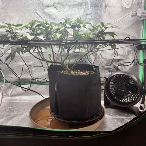 Primal fusion growlog timeline photo