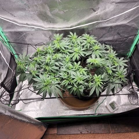 Primal fusion growlog timeline photo