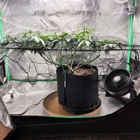 Primal fusion growlog timeline photo
