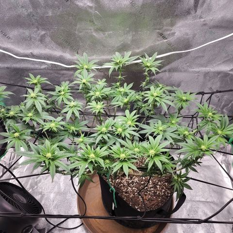 Primal fusion growlog timeline photo