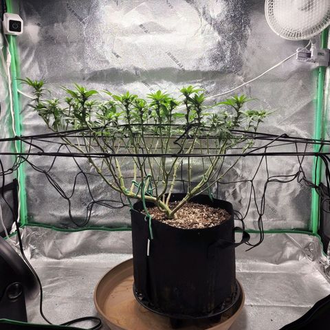 Primal fusion growlog timeline photo