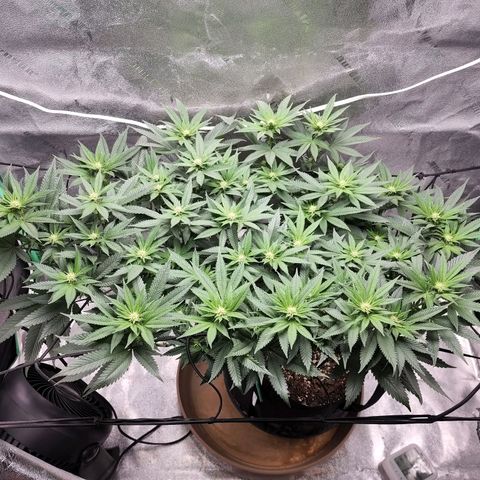 Primal fusion growlog timeline photo