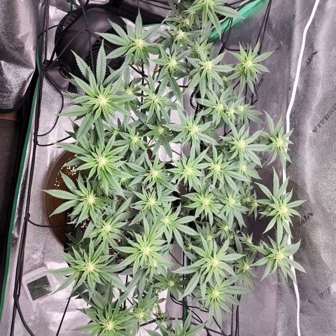 Primal fusion growlog timeline photo