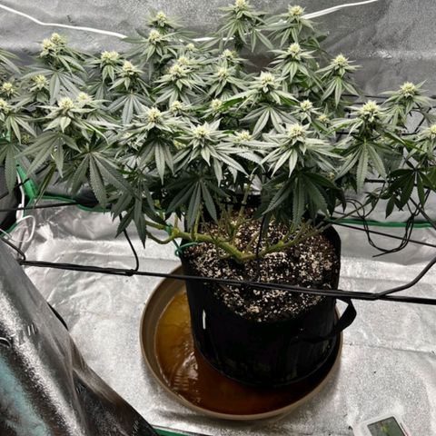 Primal fusion growlog timeline photo