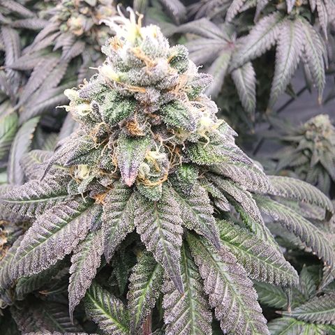 Primal fusion growlog timeline photo