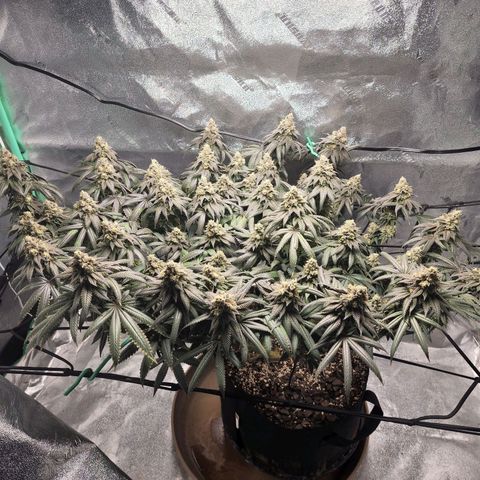 Primal fusion growlog timeline photo