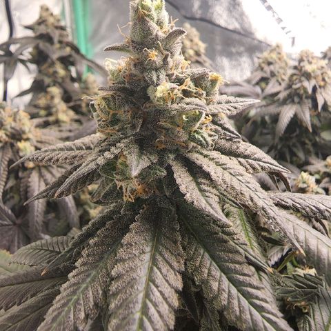 Primal fusion growlog timeline photo