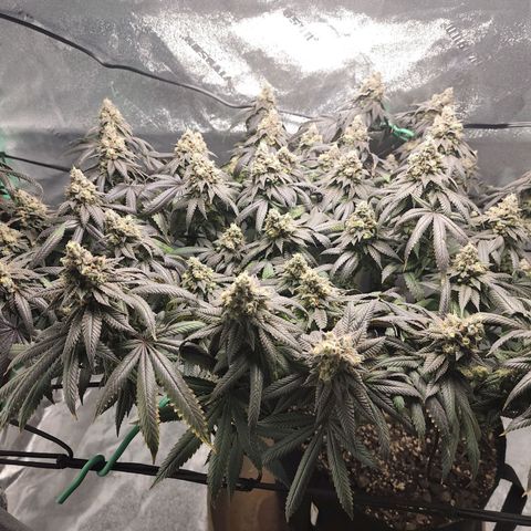 Primal fusion growlog timeline photo