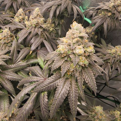 Primal fusion growlog timeline photo