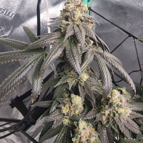 Primal fusion growlog timeline photo