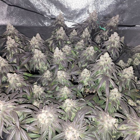 Primal fusion growlog timeline photo