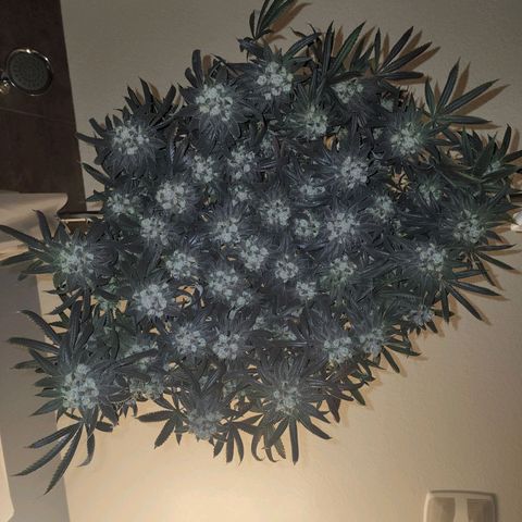 Primal fusion growlog timeline photo