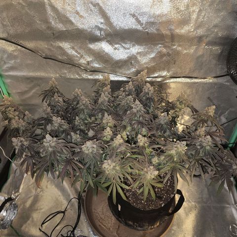 Primal fusion growlog timeline photo