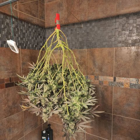 Primal fusion growlog timeline photo