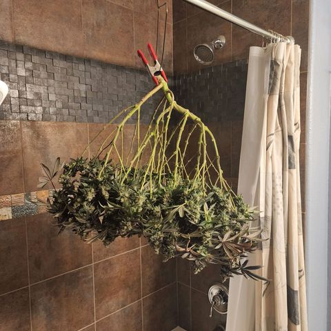 Primal fusion growlog timeline photo